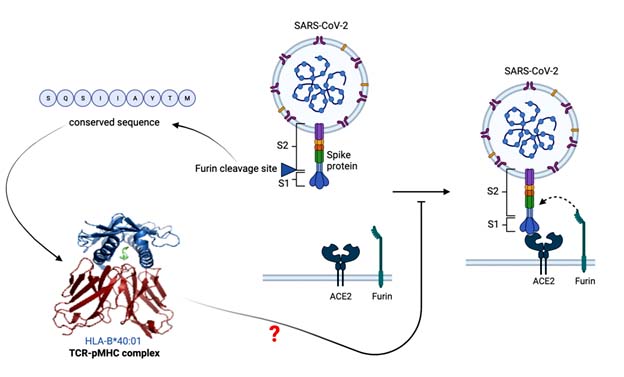 Graphical Abstract